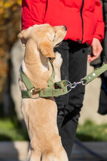 Köpek Tasmaları